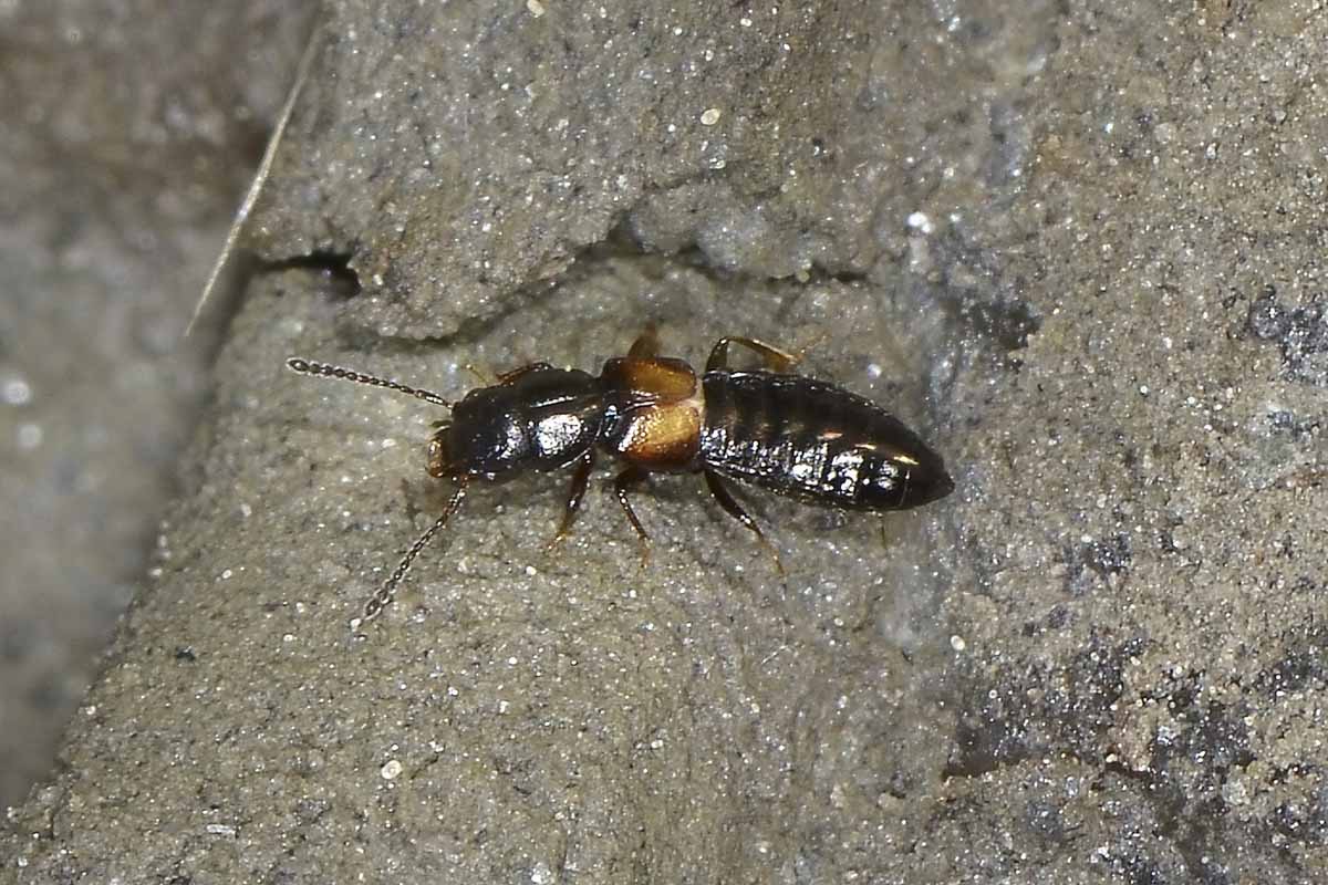Platystethus cornutus?